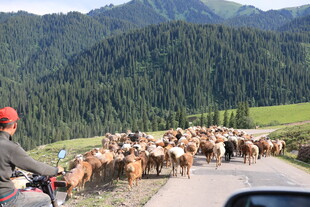 公路上的牧民与成群牛羊