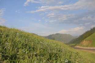 山间公路旁的葱郁草地