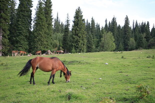 草原上的骏马悠然吃草