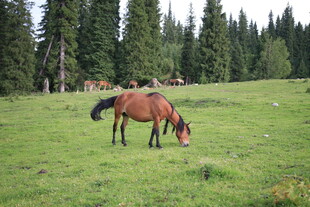 草原上的两匹马