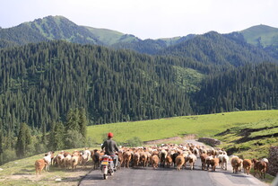 草原牧群与远山美景