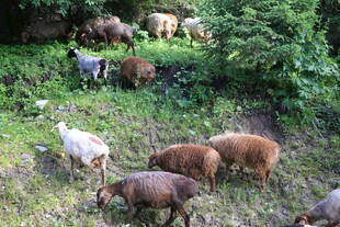 山坡上的牛羊群