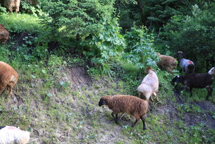 山坡上的一群羊