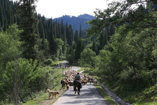 山间小道上的马队穿行