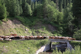山间牛群过桥景象