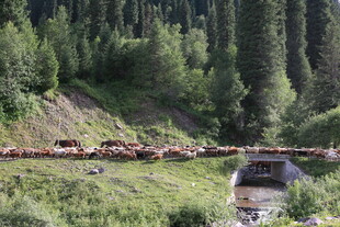 草原上的马群与周边景色