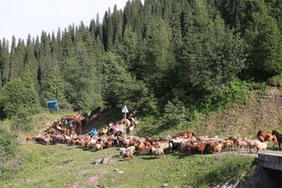 草原上的牛群与山林景观