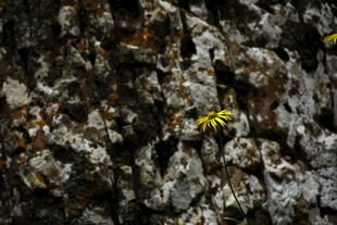树干上的黄色花朵与昆虫