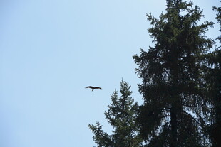 飞鸟掠过挺拔松树