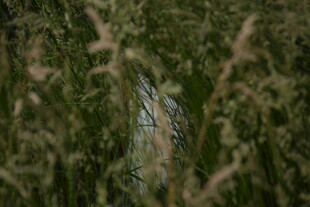 草丛中的隐秘景象