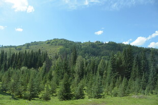 山林美景 绿意盎然的风光