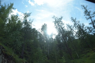 阳光洒落茂密森林景象
