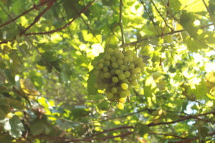 阳光下的葡萄藤与果实