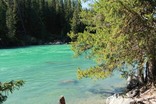 碧绿河畔的静谧自然风光