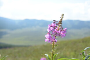 原野中的娇艳紫色小花