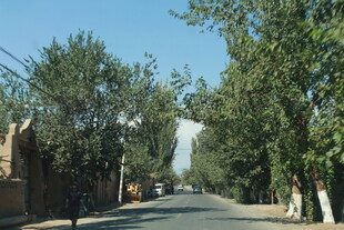 乡村林荫路风景