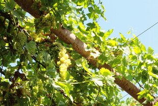 阳光下繁茂的树枝绿叶