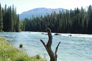 河畔枯木与葱郁山林景观