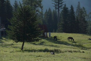 山间草地的悠闲牧场景象