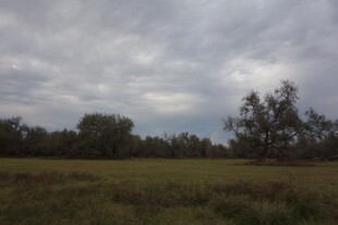 阴天旷野中的树木景色