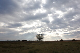 旷野孤树 云幕下的静谧景