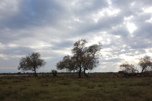 草原树木与多云天空