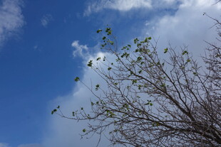 蓝天映衬下的树枝嫩叶