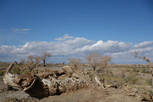 荒凉旷野中的枯木景象