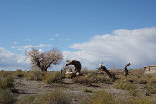 沙漠中舞者的灵动瞬间
