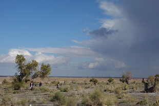 荒漠中的稀疏树木与蓝天