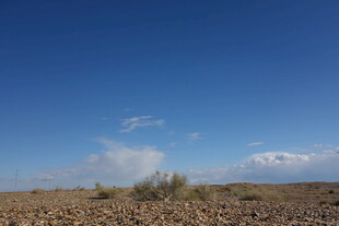 蓝天旷野中的稀疏植被