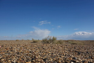 广袤荒漠中的稀疏植被