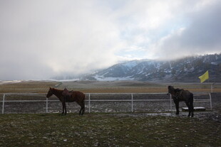 草原围栏旁的两匹马