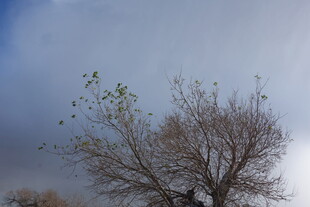 雪覆树木展现独特景致