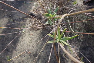 岩石缝隙中的顽强绿植