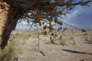 沙漠中枯树下的荒凉景象