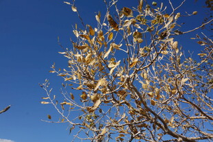 蓝天映衬下的金黄树叶