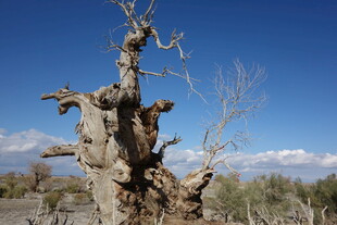 枯树立于旷野蓝天之下