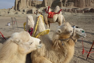 沙漠中的骆驼与传统服饰