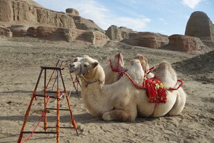 沙漠中休憩的装饰骆驼