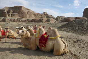 沙漠中的骆驼队