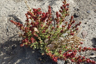 岩石旁多彩肉质植物