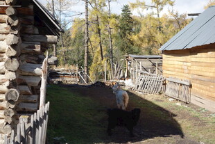 乡村木屋旁的悠闲动物场景
