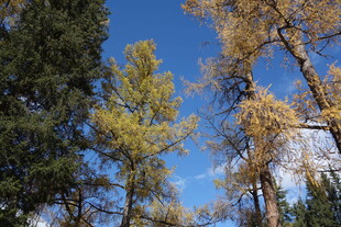 秋日林间蓝天树木景致