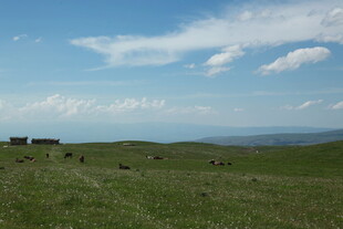 草原风光 蓝天白云下的草地