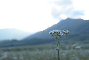 山间小花绽放于绿野