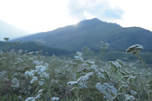 山间花草与远处山峦
