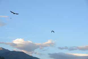 天空中飞翔的鸟儿