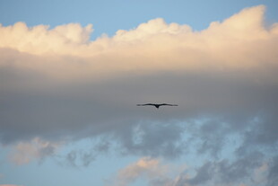 天空中翱翔的飞机