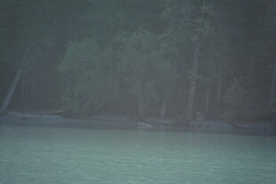 朦胧湖畔森林景色